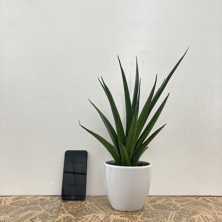 期間限定10％OFF！】サンスベリア 4号 サイアムグリーン 白陶器鉢仕様