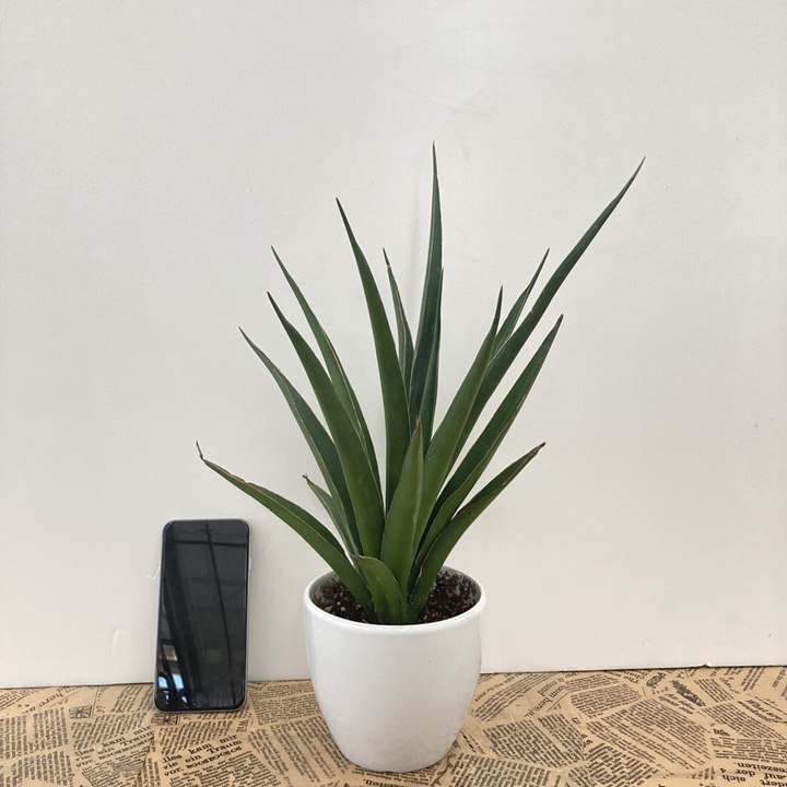 サンスベリア 大きめの観葉植物 白鉢 サンスベリア 4号 グレイハニー 白陶器鉢仕様｜観葉02-D2 | 観葉