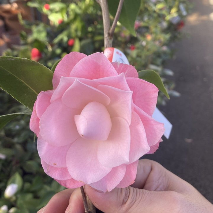 椿 ツバキ 4号 サワダズドリーム［こだわりの前田ナーセリー苗］｜花木