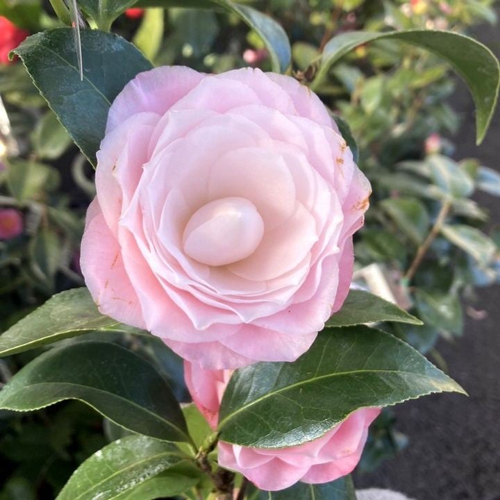 椿 ツバキ 4号 サワダズドリーム［こだわりの前田ナーセリー苗］｜花木