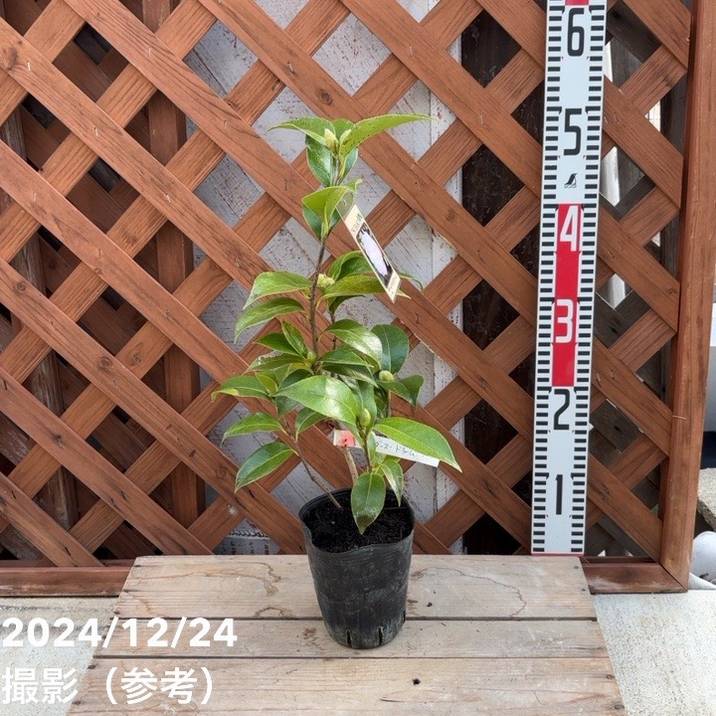 椿 園芸ネット本店｜椿（ツバキ）：ブラッシュプリティー4号ポット の通販