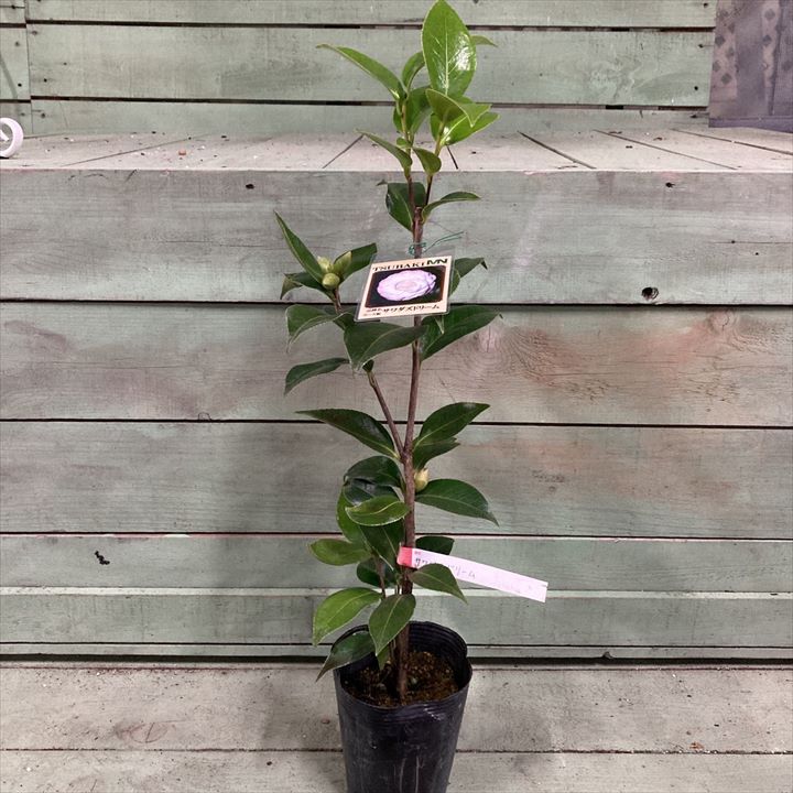 椿 ツバキ 4号 サワダズドリーム［こだわりの前田ナーセリー苗］｜花木