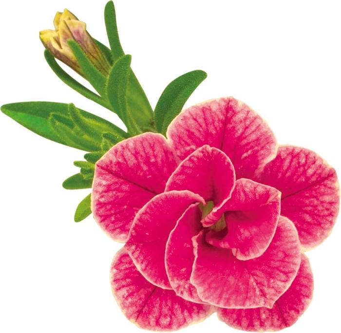 PW スーパーベル ダブルチェリーリップル 3.5号×3株セット｜草花04-PA