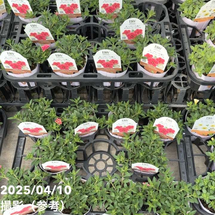 PW スーパーベル ダブルチェリーリップル 3.5号×3株セット｜草花04-PA