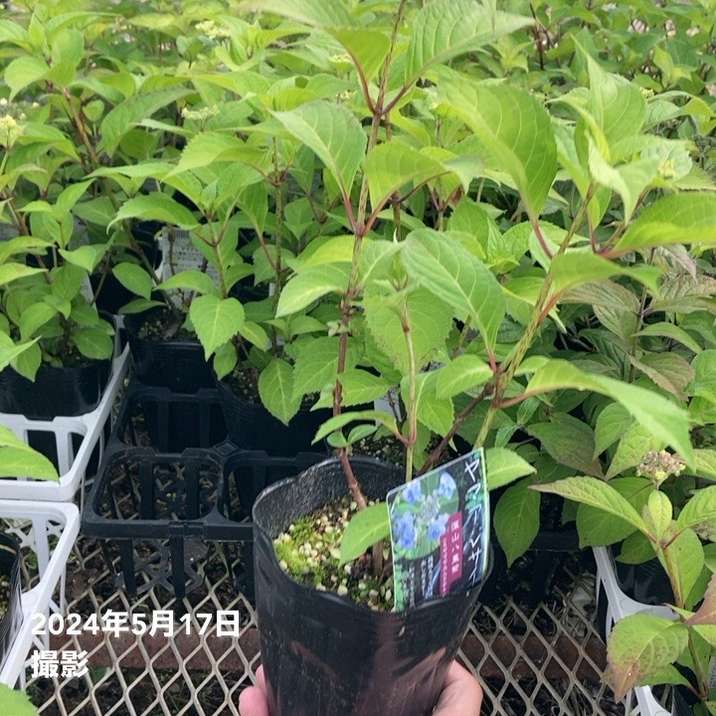 ヤマアジサイ 4号 深山八重紫 ミヤマヤエムラサキ（38）｜花木01