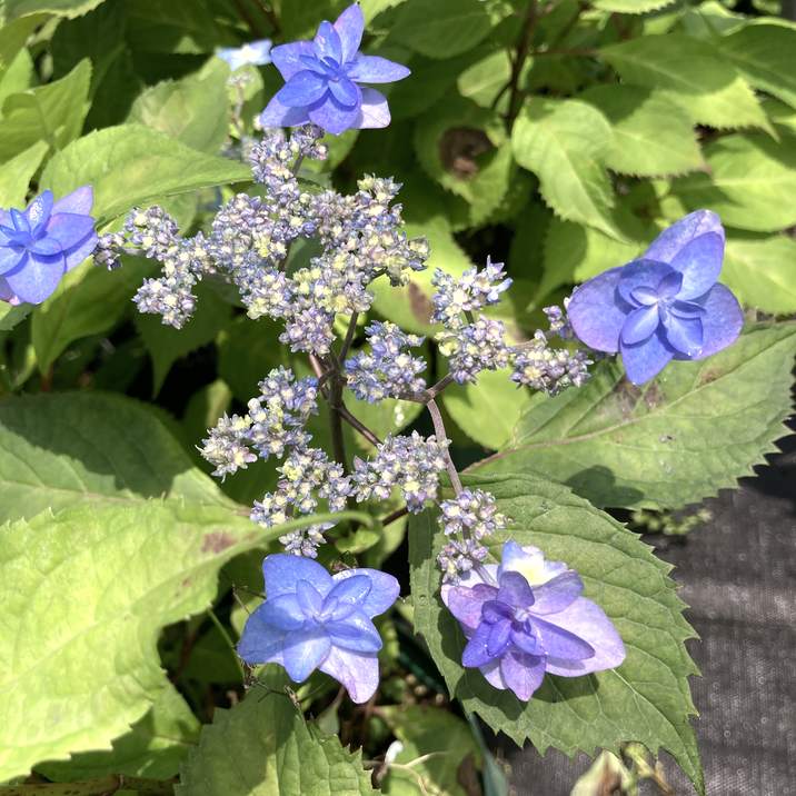 ヤマアジサイ 4号 深山八重紫 ミヤマヤエムラサキ（38）｜花木01