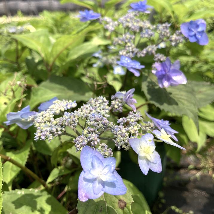 ヤマアジサイ 4号 深山八重紫 ミヤマヤエムラサキ（38）｜花木01-D1