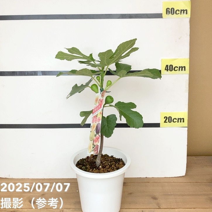 充実株 イシヅキ農園さん イチジク ドリーミースイート 6号 2年生苗