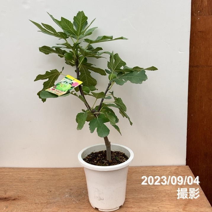 充実株 イシヅキ農園さん イチジク ドリーミースイート 6号 2