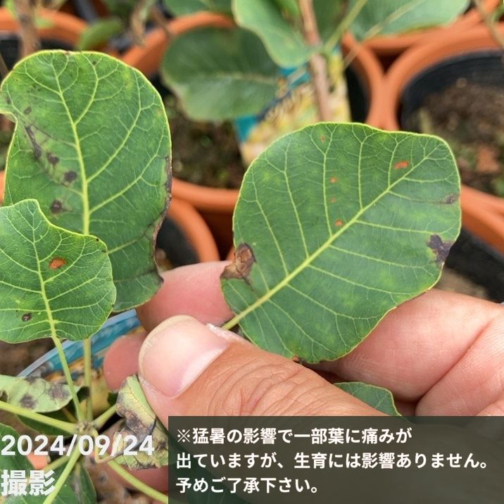 スモークツリー グリーンファウンテン 5号｜花木10-TU | 花木