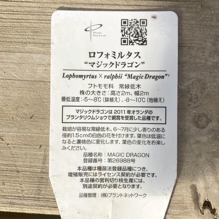 特大株＞ロフォミルタス マジックドラゴン 7号鉢（底面給水）PVP｜花木