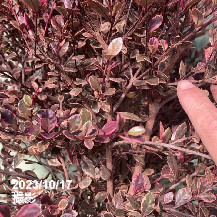 特大株＞ロフォミルタス マジックドラゴン 7号鉢（底面給水）PVP｜花木