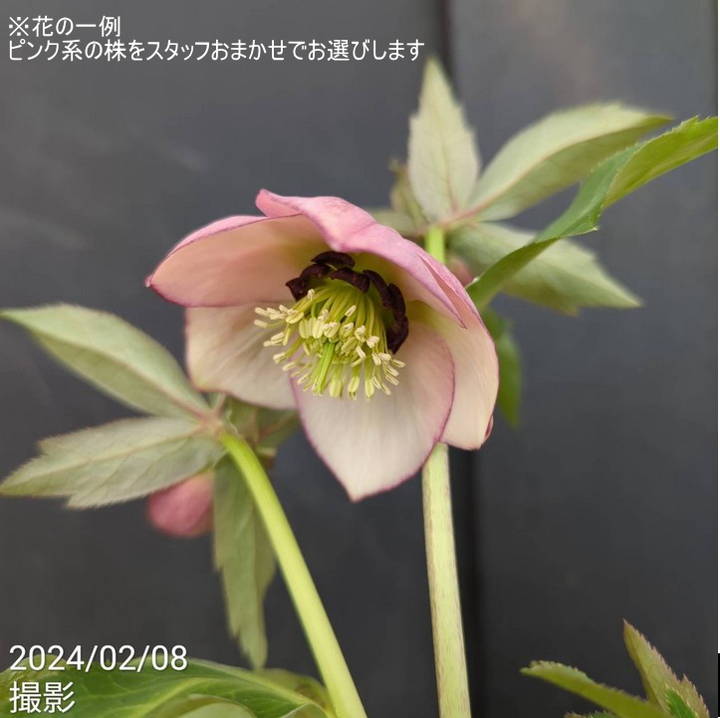 決算P5倍！8/2まで】杉光園芸 クリスマスローズ Freeda フリーダ
