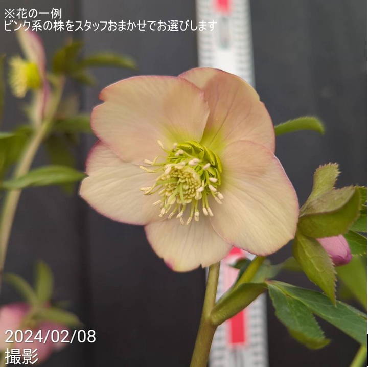 杉光園芸 クリスマスローズ Freeda フリーダ ピンク系（花色おまかせ
