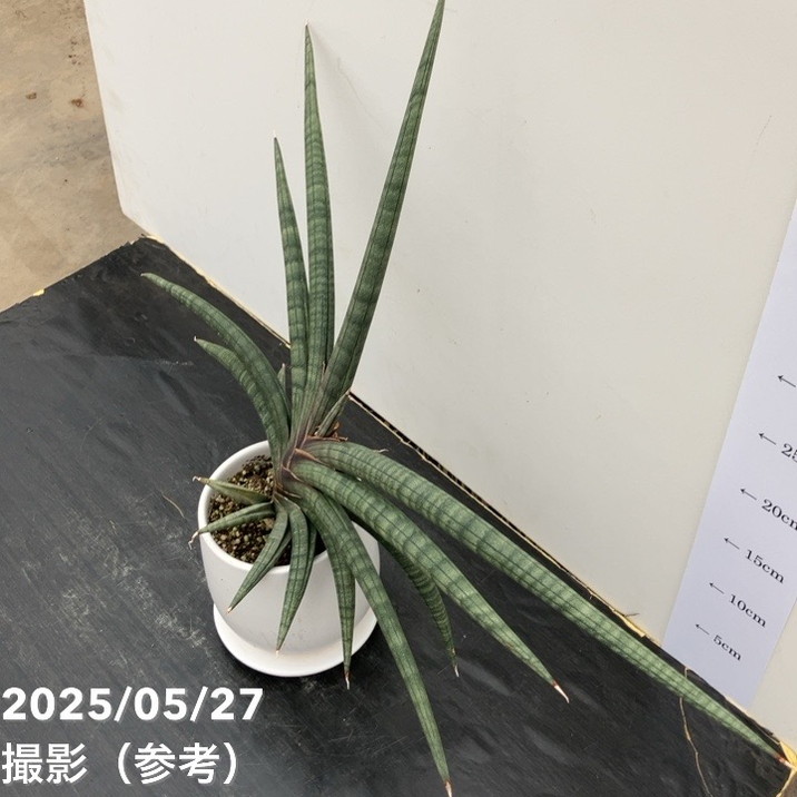 現品お届けレア 】サンスベリア 4号 パープルソード 陶器鉢（受け皿