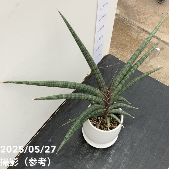 現品お届けレア 】サンスベリア 4号 パープルソード 陶器鉢（受け皿