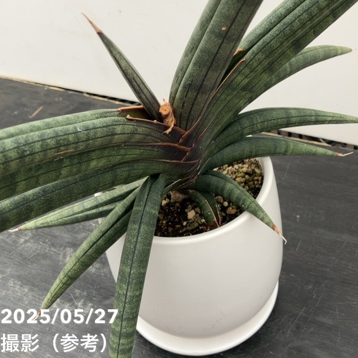 サンスベリア　セットD 期間限定10％OFF！】【現品お届けレア 】サンスベリア 4号 パープル