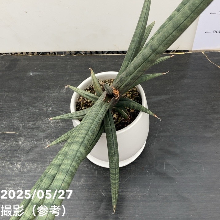 現品お届けレア 】サンスベリア 4号 パープルソード 陶器鉢（受け皿