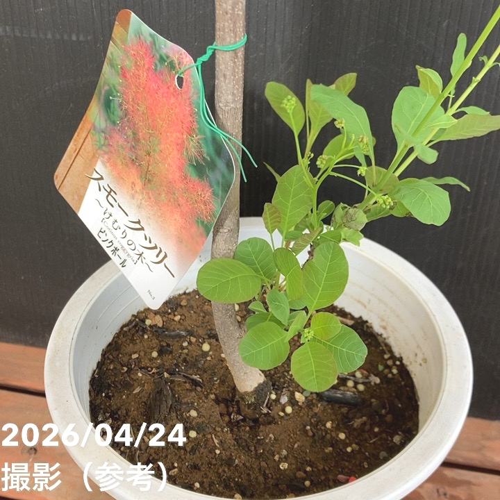 スモークツリー ピンクボール 6号｜花木04-PA | 花木・庭木,スモーク