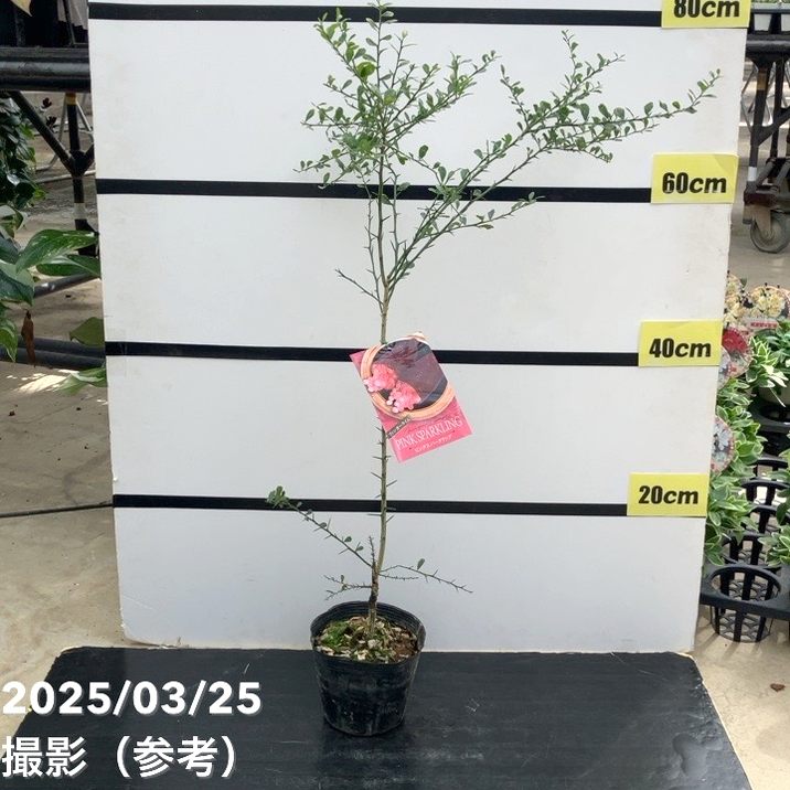 5年生　果実鈴なり　フィンガーライム接木苗 ／10号鉢　樹高130cm 特大 フィンガーライム 4.5号 ピンクスパークリング｜柑橘｜果樹10-TU