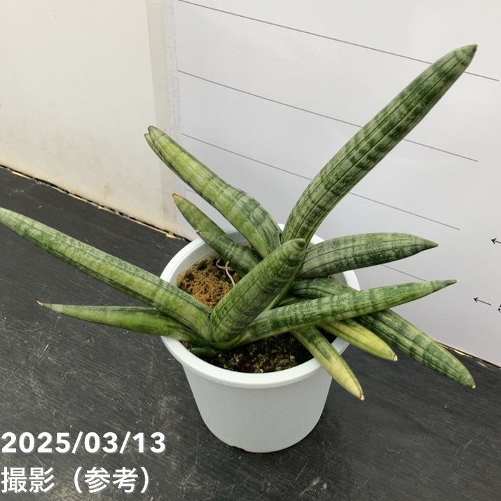 現品お届け 】サンスベリア 4号 ボンセレンシス 斑入り 白プラ鉢仕様