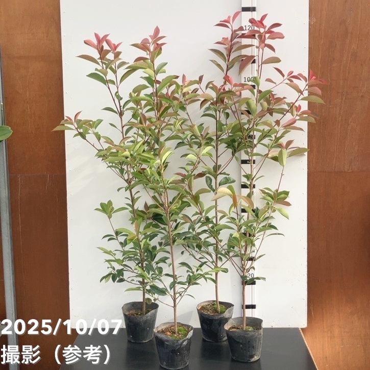 三重カナメ 5号 4鉢セット|花木10-TU