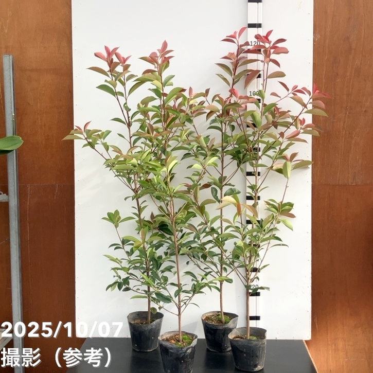 三重カナメ 5号 4鉢セット|花木10-TU