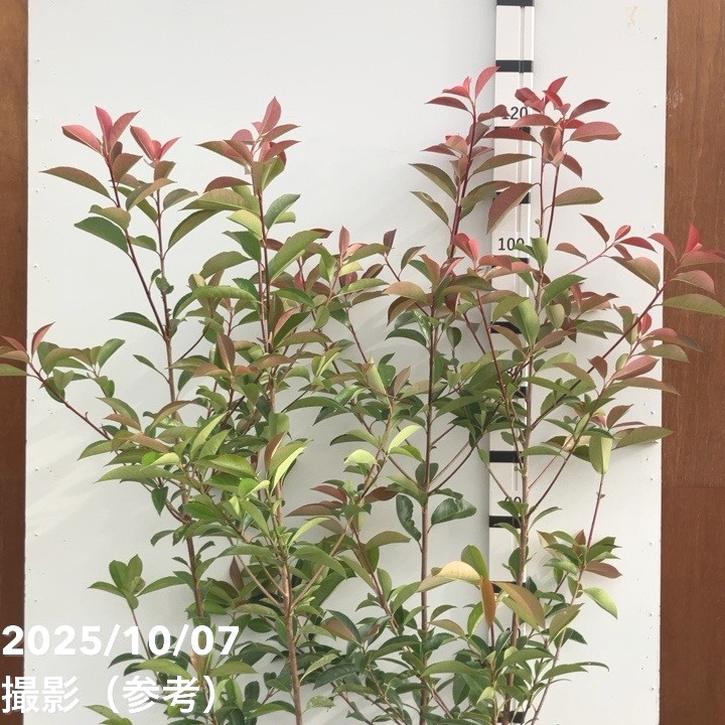 三重カナメ 5号 4鉢セット|花木10-TU