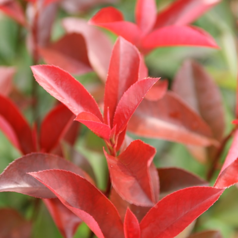 三重カナメ 5号 4鉢セット|花木10-TU