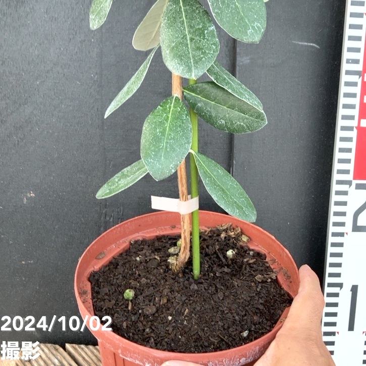 ミラクルフルーツ 90cm 8号鉢 ミラクルフルーツ 苗木 花芽付き 8号鉢 大株 : フラワーハウス