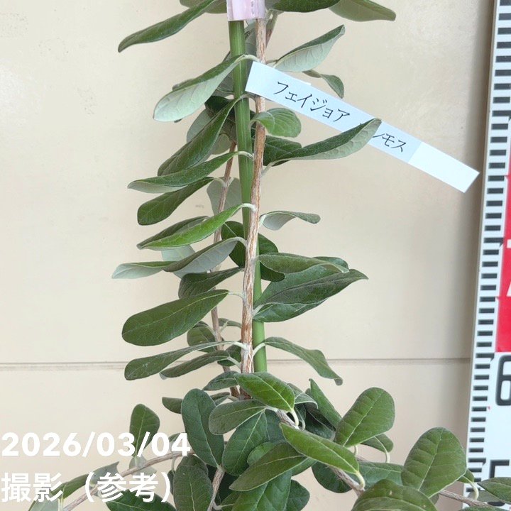 フェイジョア マンモス 6号スリット鉢（接木）｜s200｜果樹04-PA