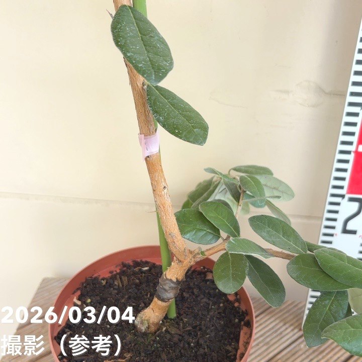 フェイジョア マンモス 6号スリット鉢（接木）｜s200｜果樹04-PA