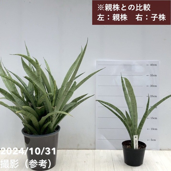 サンスベリア 3.5号 ホワイトパイナップル（子株）｜観葉02-D2