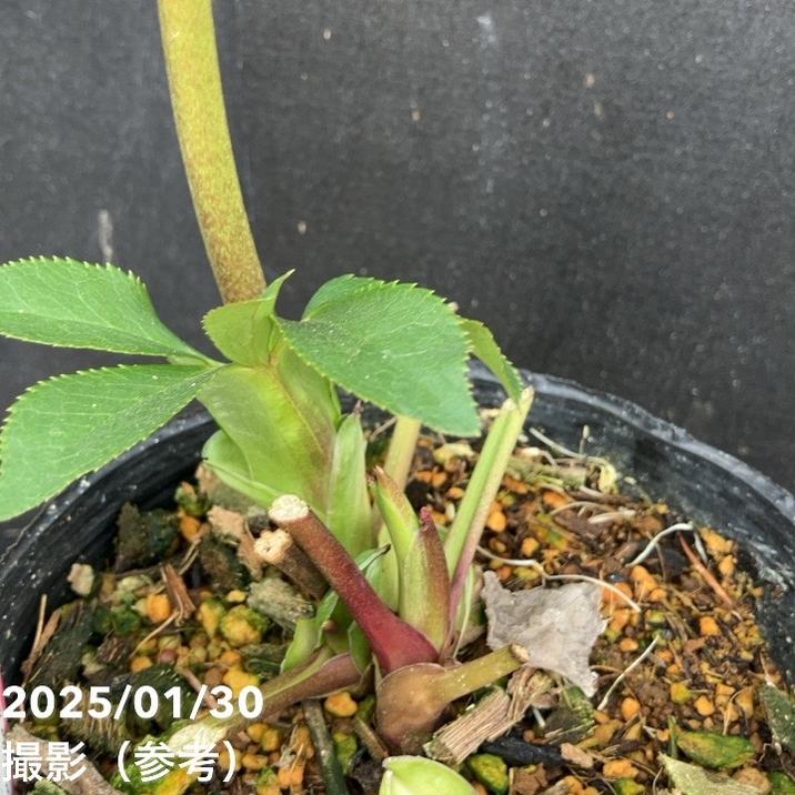 一点物】横山園芸 クリスマスローズ プリマドレス 4.5号（YK4）｜山野