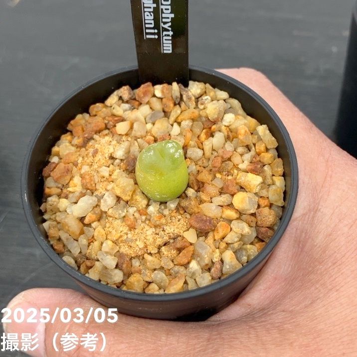 コノフィツムConophytum bachelorum 実生苗セット　ポットごと コノフィツム 4鉢セット 2.5号｜観葉10-TU | 観葉・多肉 | 赤塚植物園