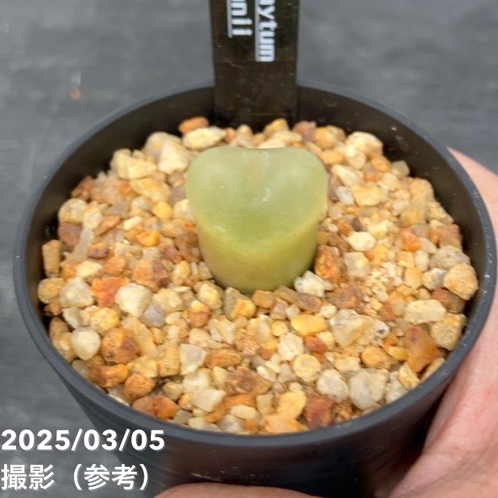 コノフィツム 4鉢セット 2.5号｜観葉10-TU | 観葉・多肉 | 赤塚植物園