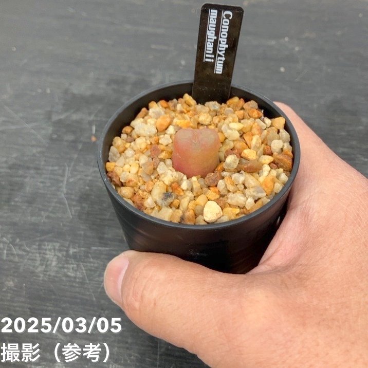 コノフィツム 4鉢セット 2.5号｜観葉10-TU | 観葉・多肉 | 赤塚植物園