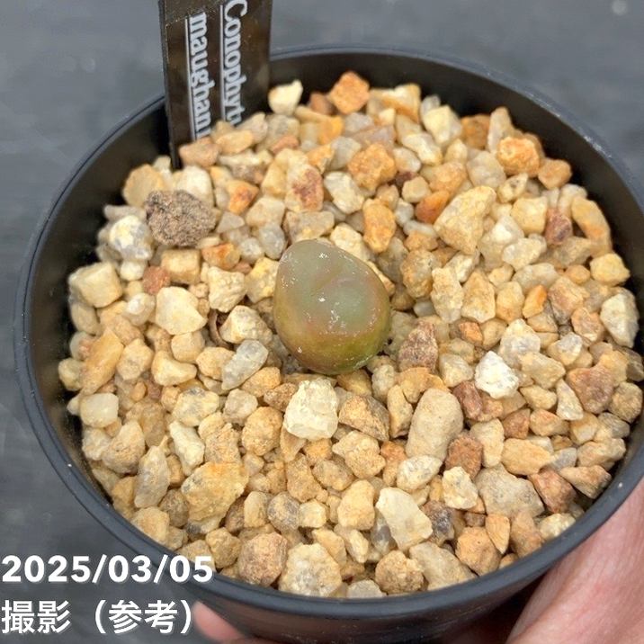 コノフィツム 4鉢セット 2.5号｜観葉10-TU | 観葉・多肉 | 赤塚植物園