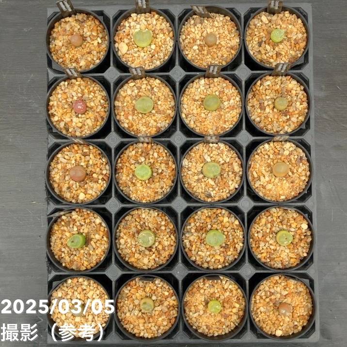 コノフィツム 4鉢セット 2.5号｜観葉10-TU | 観葉・多肉 | 赤塚
