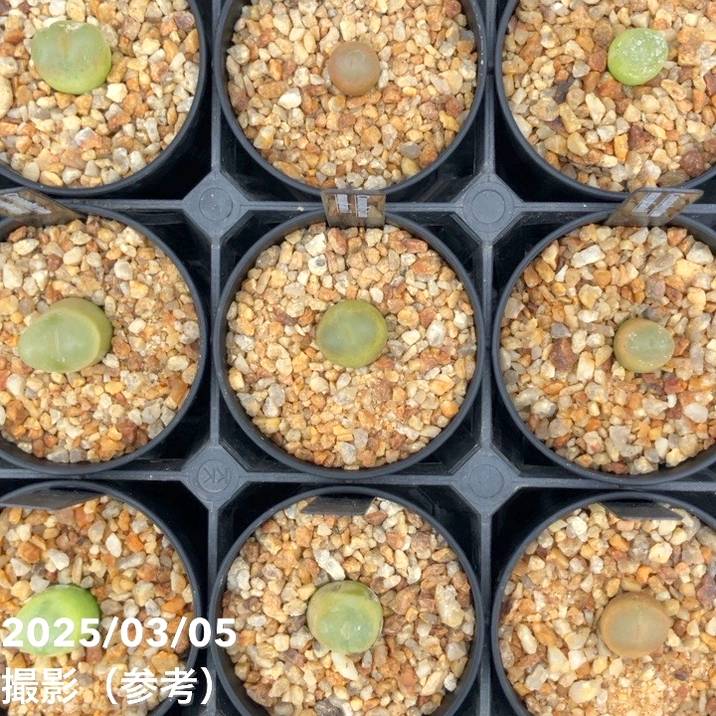コノフィツム 4鉢セット 2.5号｜観葉10-TU | 観葉・多肉 | 赤塚植物園