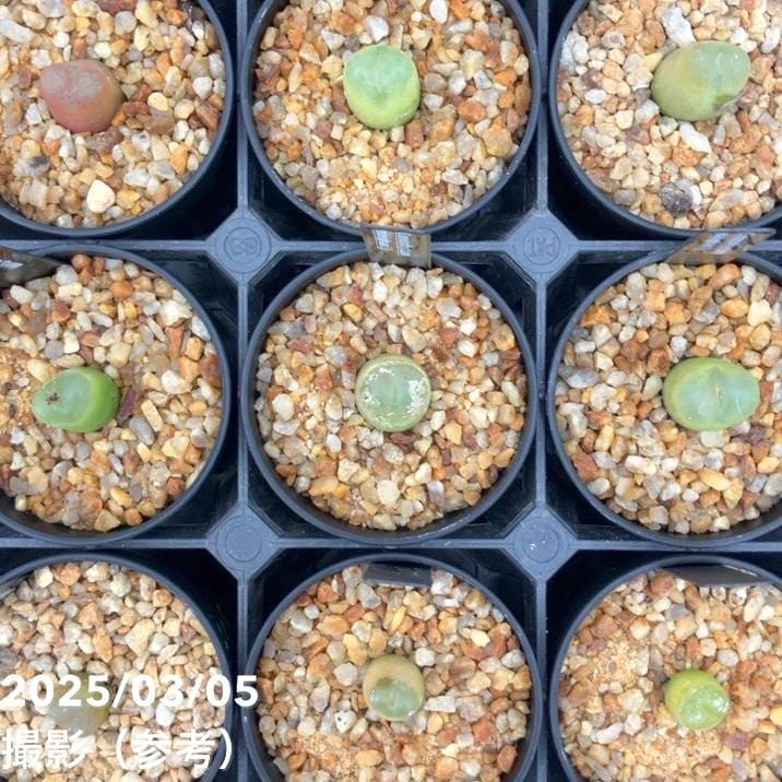 コノフィツム 4鉢セット 2.5号｜観葉10-TU | 観葉・多肉 | 赤塚植物園