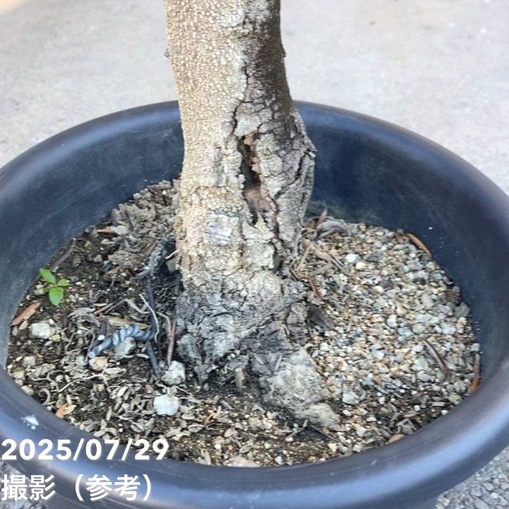 現品お届け】オリーブ 8号 ネバディロブランコ｜果樹10-TU | 果樹