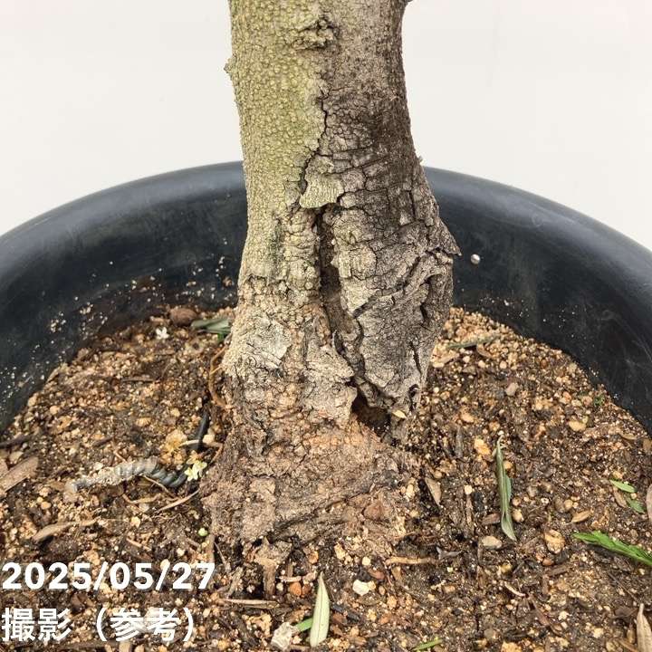 現品お届け】オリーブ 8号 ネバディロブランコ｜果樹10-TU | 果樹