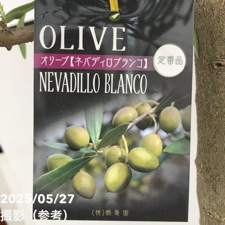 現品お届け】オリーブ 8号 ネバディロブランコ｜果樹10-TU | 果樹