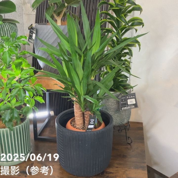 【現品お届け】赤塚オリジナルインテリアグリーン ユッカ エレファンティペス(OK8)|s200|手作04-PA