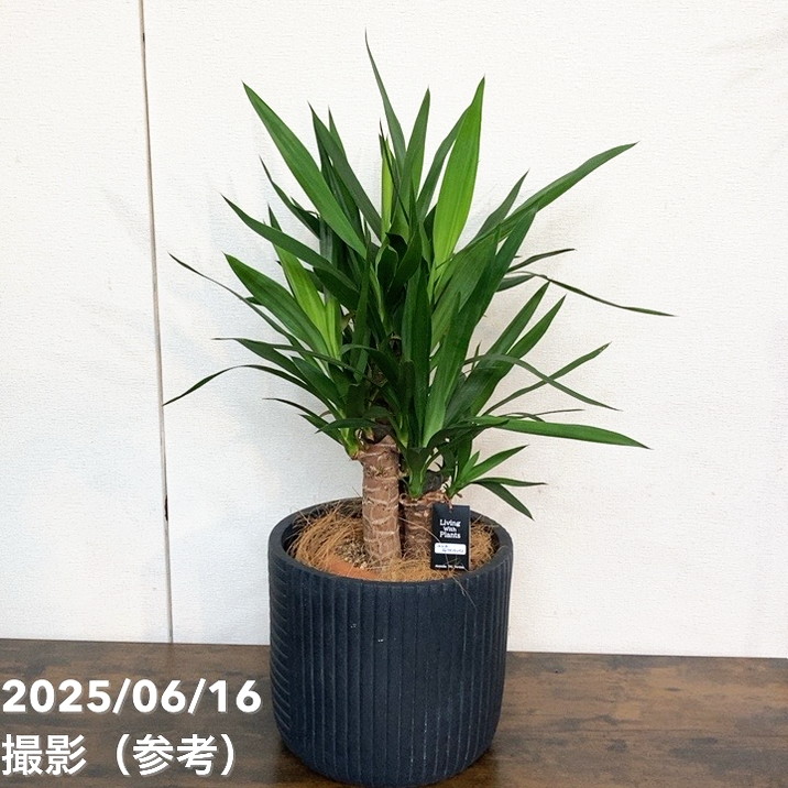 【現品お届け】赤塚オリジナルインテリアグリーン ユッカ エレファンティペス(OK8)|s200|手作04-PA