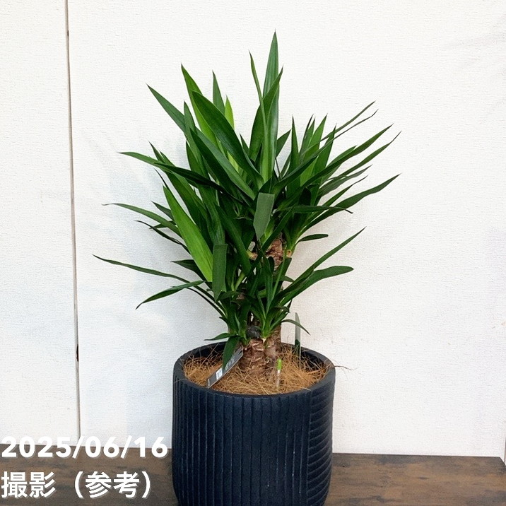 【現品お届け】赤塚オリジナルインテリアグリーン ユッカ エレファンティペス(OK8)|s200|手作04-PA