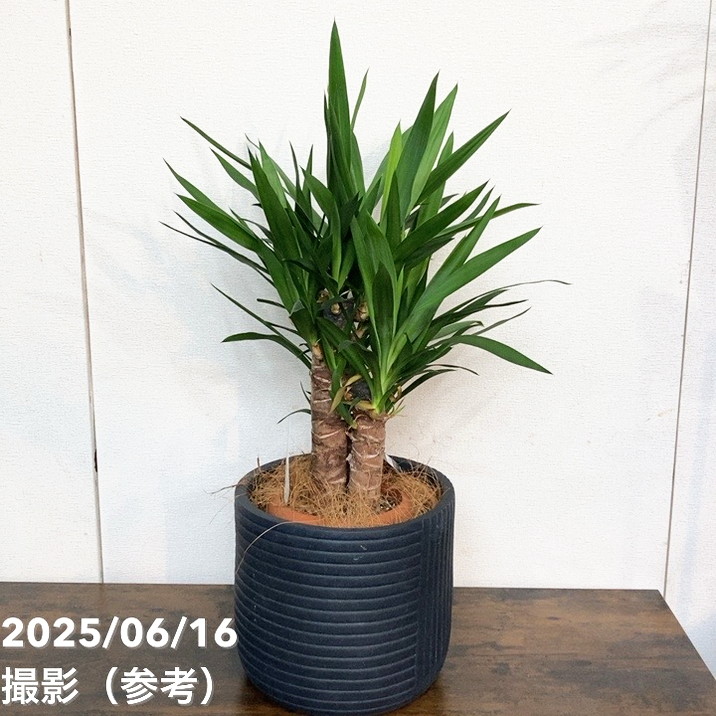 【現品お届け】赤塚オリジナルインテリアグリーン ユッカ エレファンティペス(OK8)|s200|手作04-PA