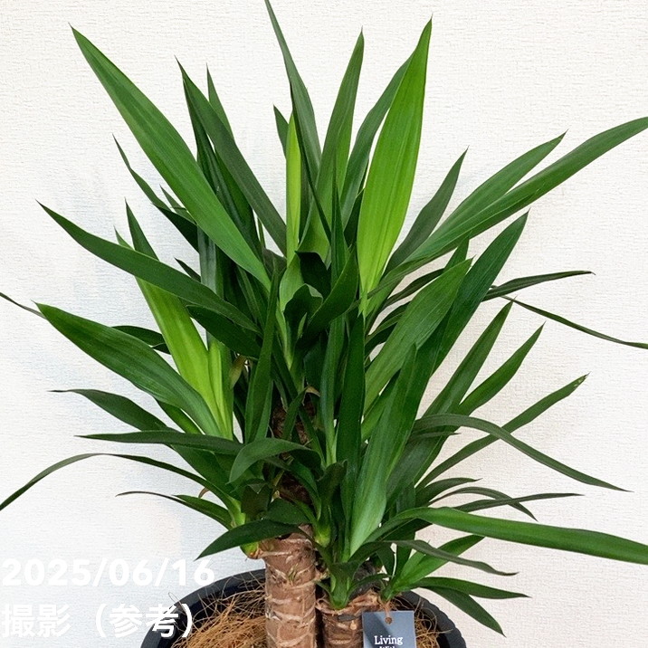 【現品お届け】赤塚オリジナルインテリアグリーン ユッカ エレファンティペス(OK8)|s200|手作04-PA