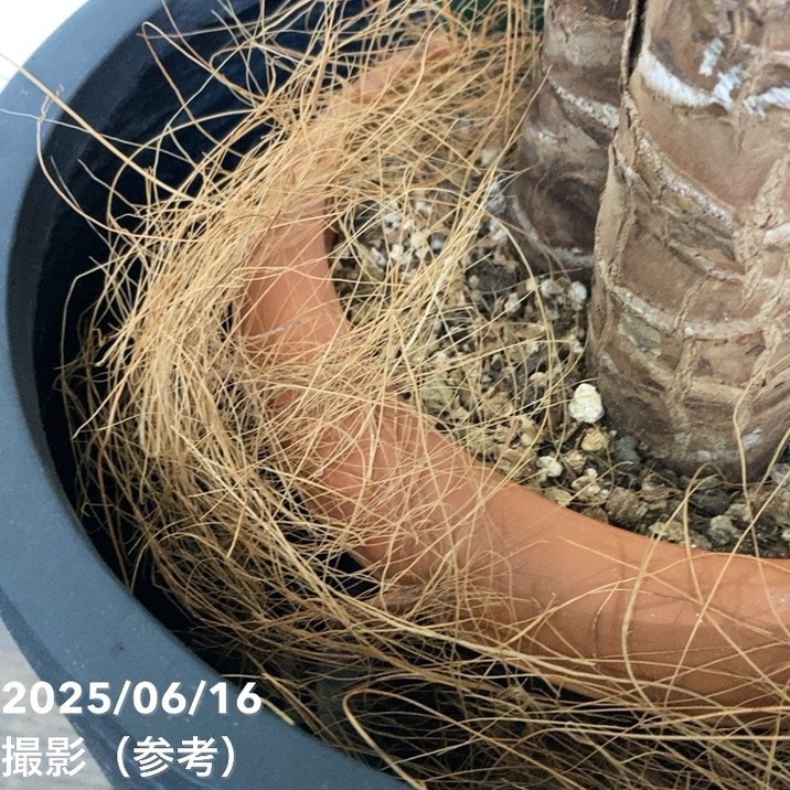 【現品お届け】赤塚オリジナルインテリアグリーン ユッカ エレファンティペス(OK8)|s200|手作04-PA